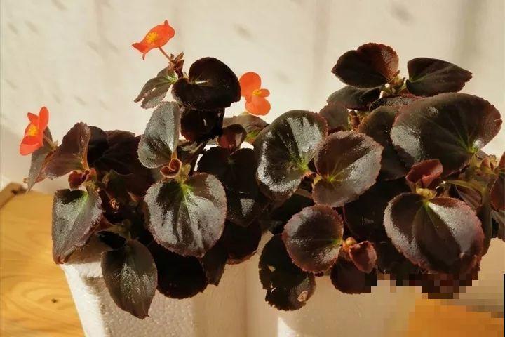 20种花最怕冷，一降温就黄叶，不做准备只剩空盆了！