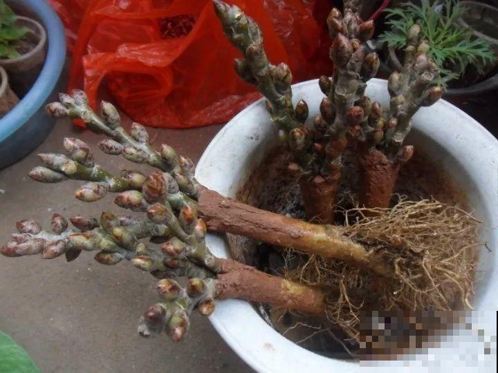 看见这花可别买，忍住，小心被忽悠，花钱买气受！