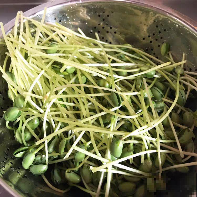 一个矿泉水瓶，半月种出大蒜苗，方法简单，吃着还放心！