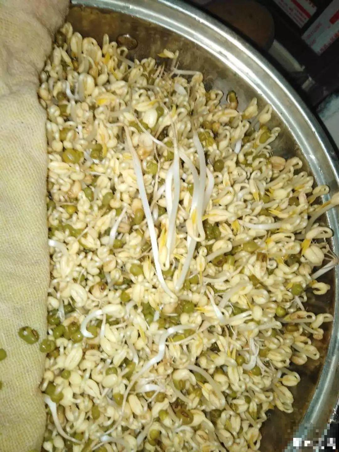 现在养盆它，10天变成小森林，过年就能上桌吃！