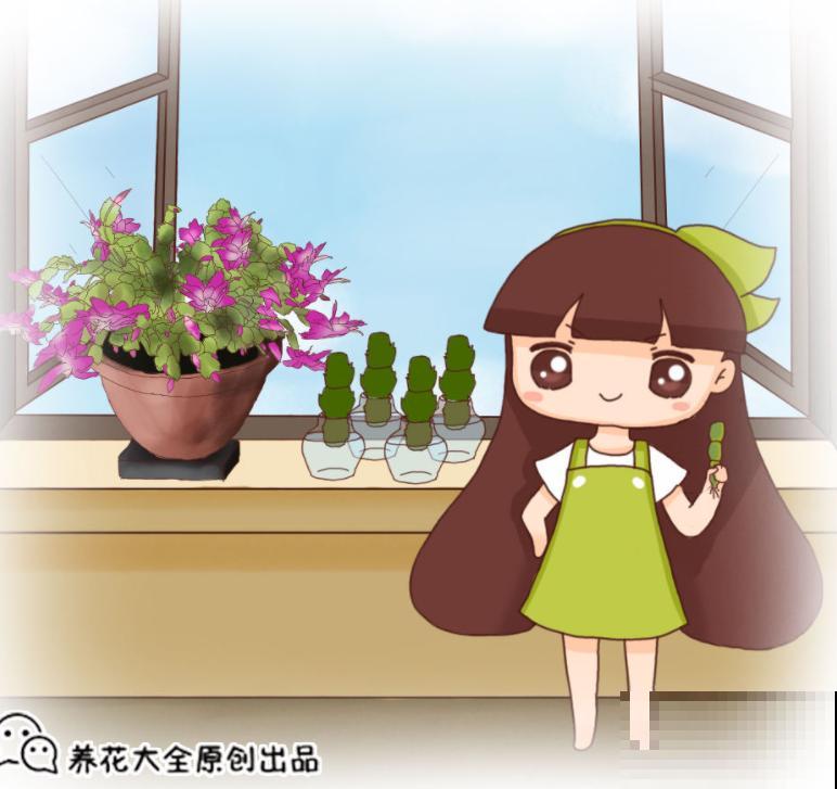 养了2年的花，一直没开，老花农一眼就知道买错了！