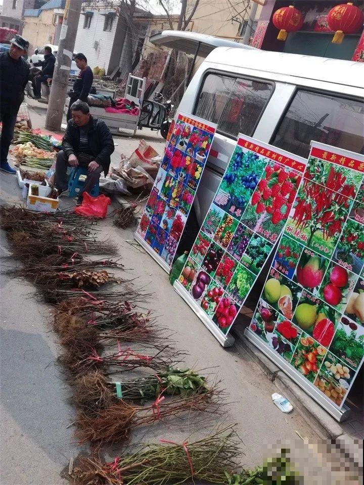 赶集碰见这种花，一买就上当，决不能贪便宜！