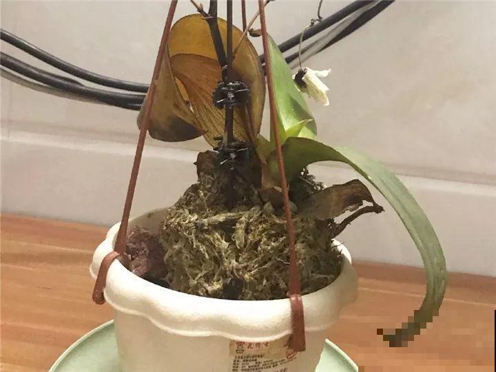 10种花，冬天切记管住手，小心浇完水就掉叶子！