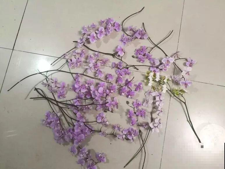 公认的开花机器，一年能开8个月，光不好也能养！