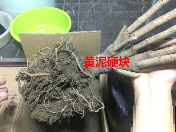 养花不注意看这里，一浇水就烂根，叶子哗哗掉！
