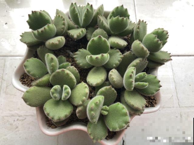 家里养盆它，20年长成小树，毛绒绒特可爱！