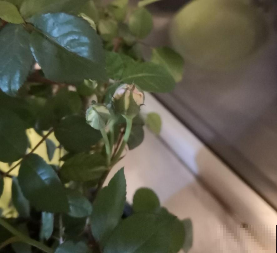 月季花苞迟迟不肯打开，原来是这原因，学一招吧！