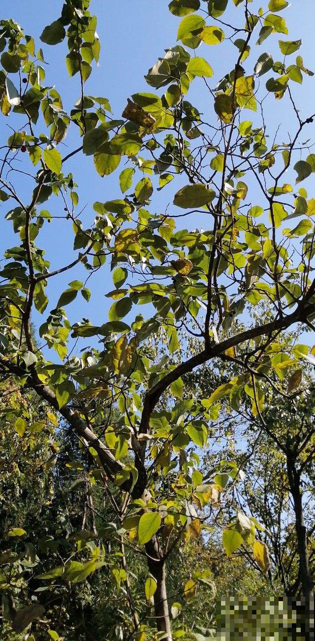 能作饲料和药材的树你见过吗？农村已泛滥，正好挖棵回家栽盆里！