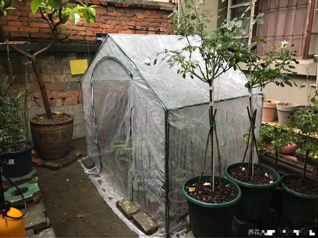 温度骤降，多肉想要过冬就得断水，不然准会冻烂根！