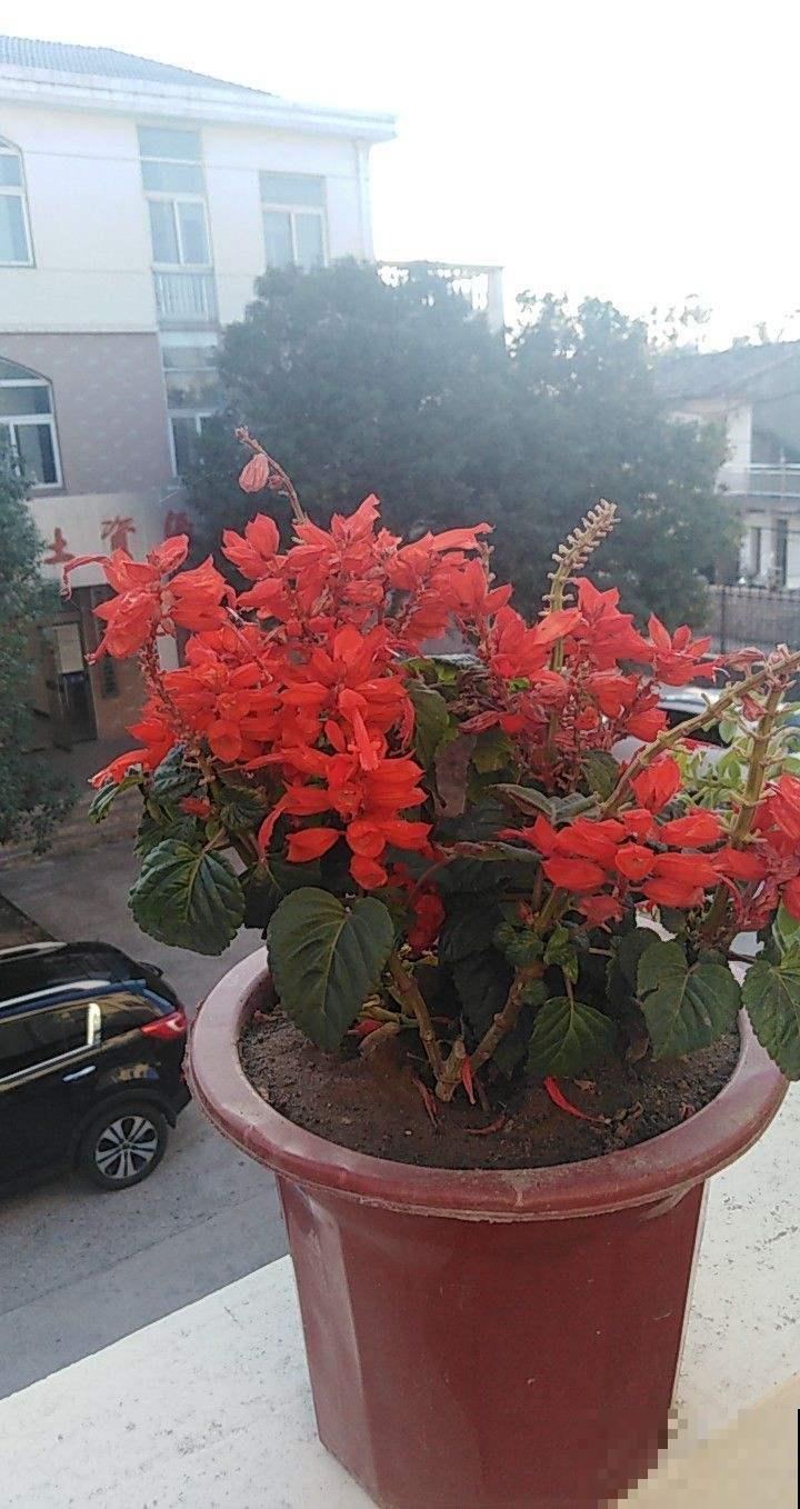 家里种盆一串红，能赏还能吃花蜜，红红火火超吉祥！