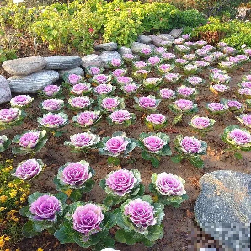 这花冬天不怕冷，越冻越好看，栽在院子里像玫瑰！