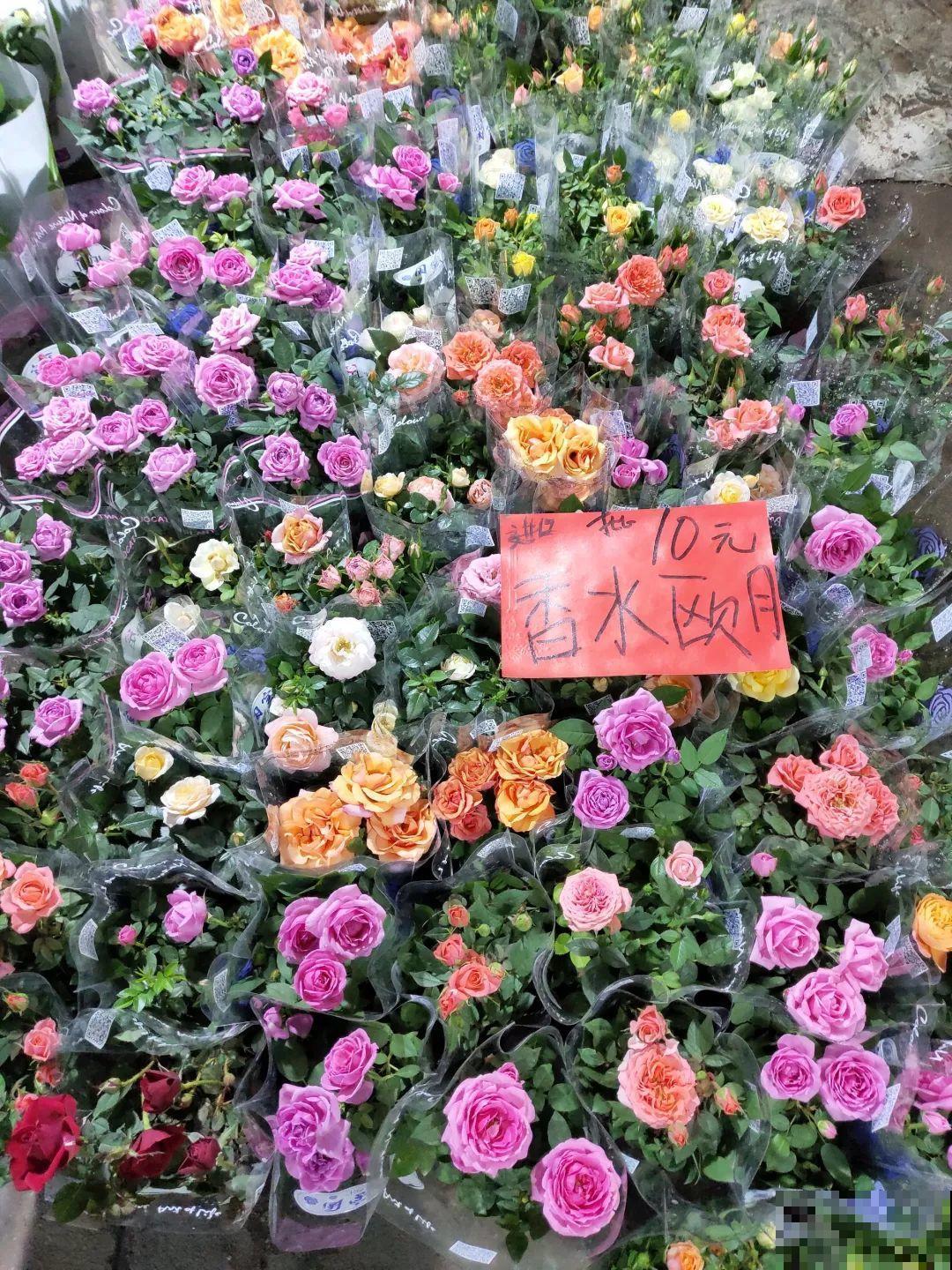 12月逛花市，这花好看又好养，遇到赶紧抱回家！
