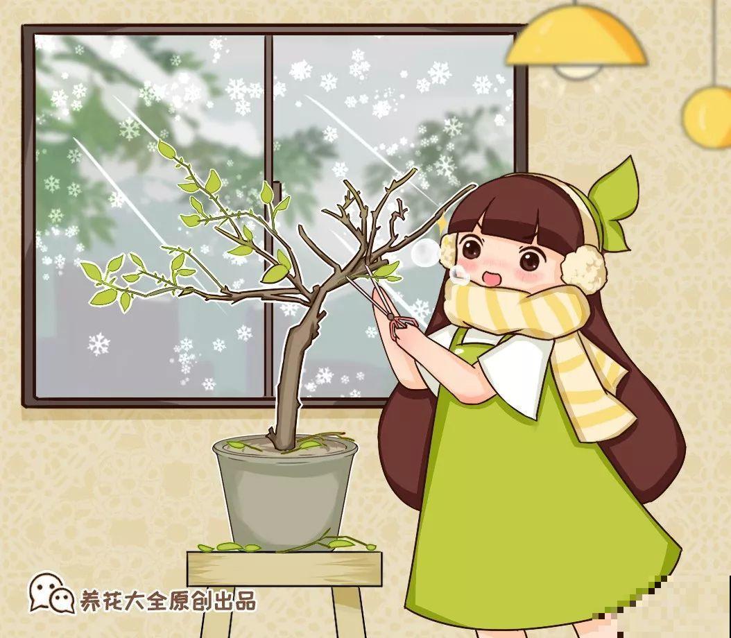 冬天修剪分“轻重”，有的花剪狠了，小心再也不开花！