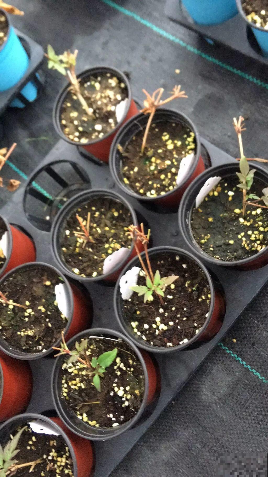 这7种花，冬天会假死，千万别丢垃圾桶！