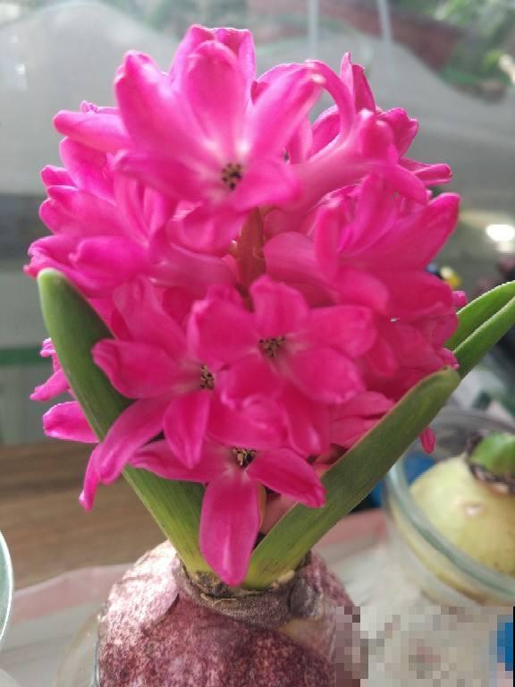 2种花，要制造大温差，花箭才能“蹿”出来