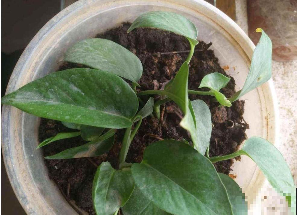 据说这4种植物，冬季寒冷也能呼呼长，真想养一盆！
