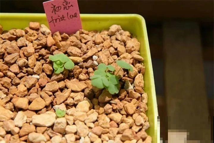 养这花真赚钱，一年能生3麻袋，邻居朋友抢着要！