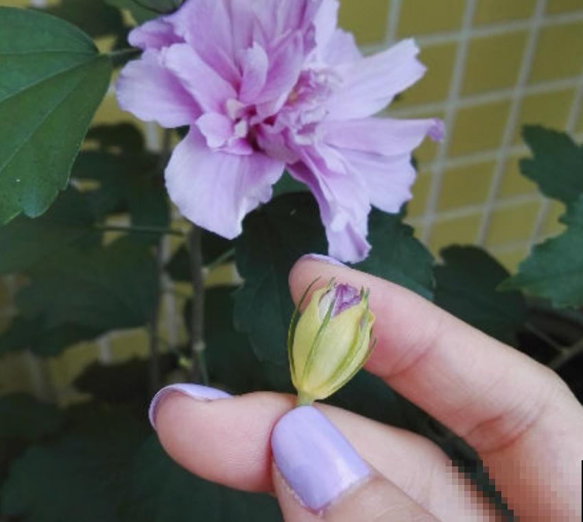 为啥花苞一碰全掉了?都是这个地方做错了,现在改还来得及! 为啥花苞一碰全掉了?都是这个地方做错了,现在改还来得及!