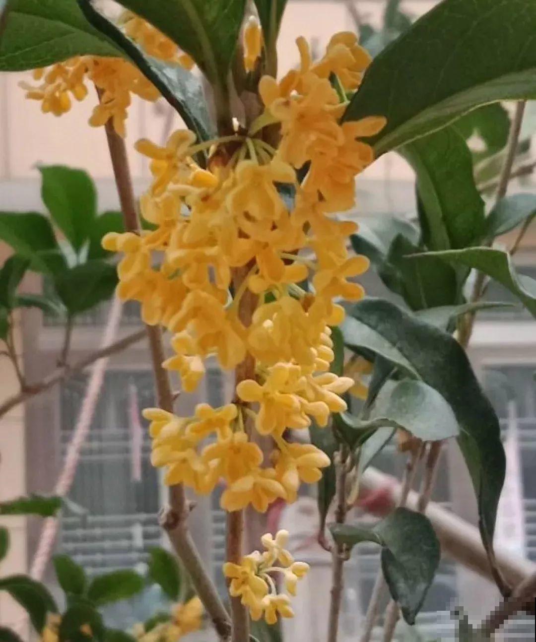 这4种花养在家里，就是一个小型的加湿器，不干不躁真舒服！