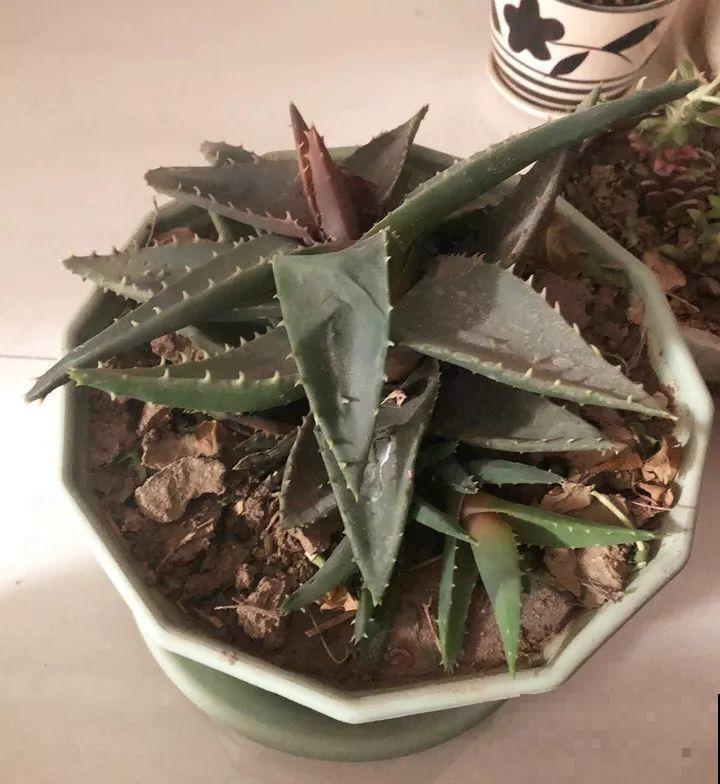 10种花，冬天切记管住手，小心浇完水就掉叶子！
