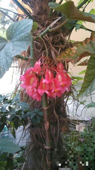 这花真耐旱，喷喷水就能活，一串花能开30朵
