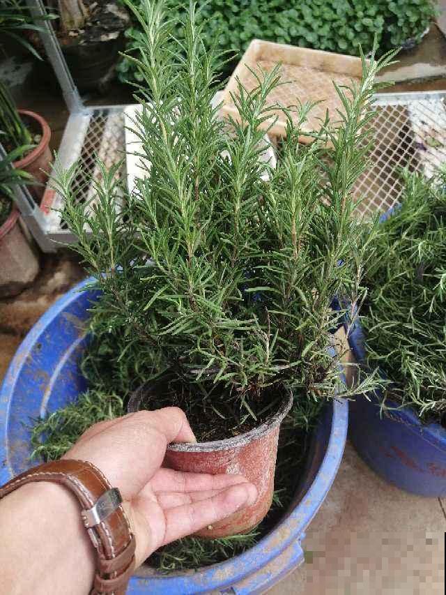 这花太香了，可以当香料，邻居见了也想养！
