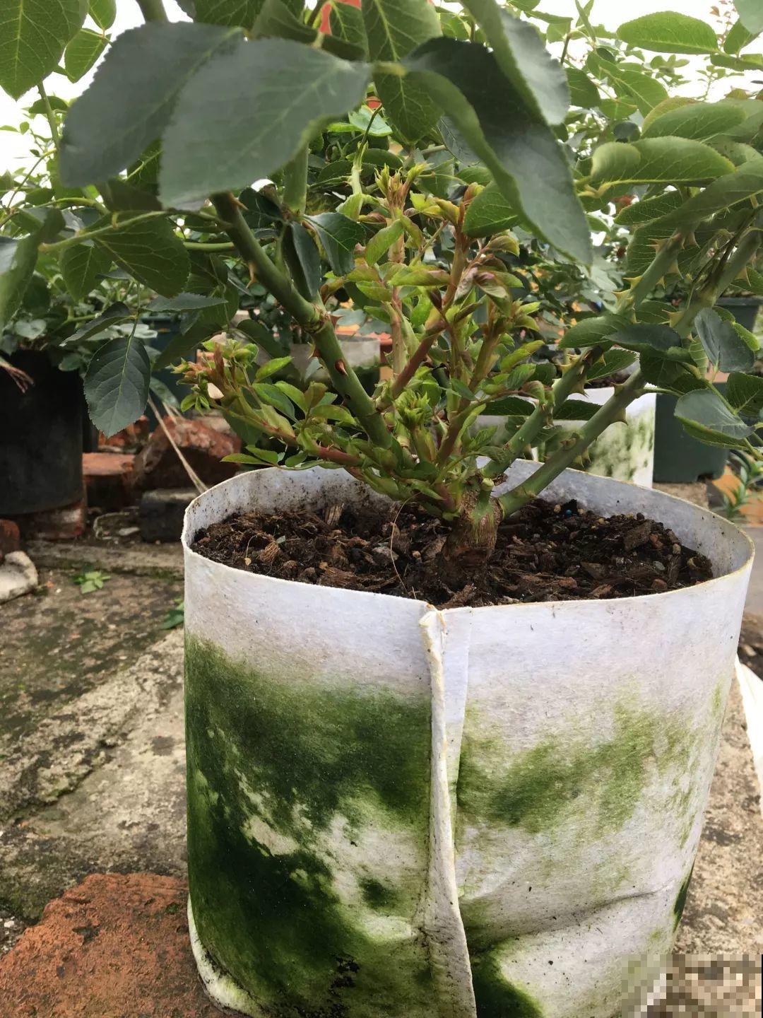 养这花不用土，装进塑料袋喷喷水，叶子绿油油越长越好！