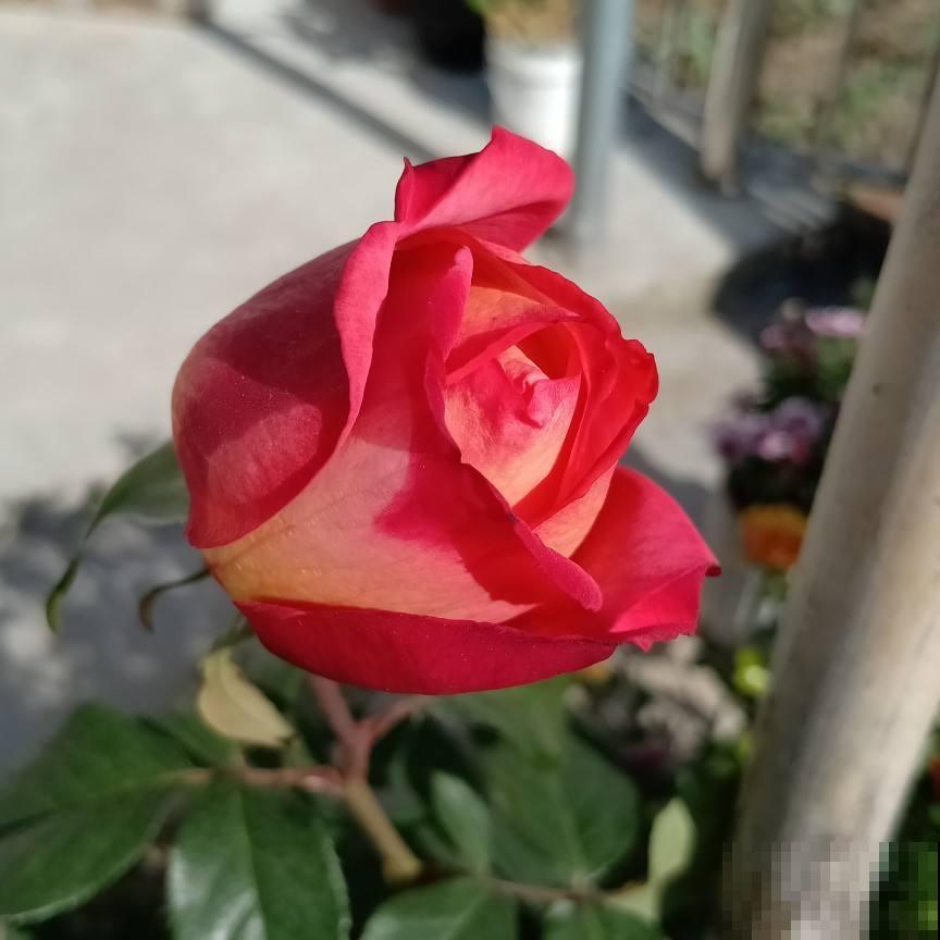 种花养在室内，除异味很有效，比开窗还管用！