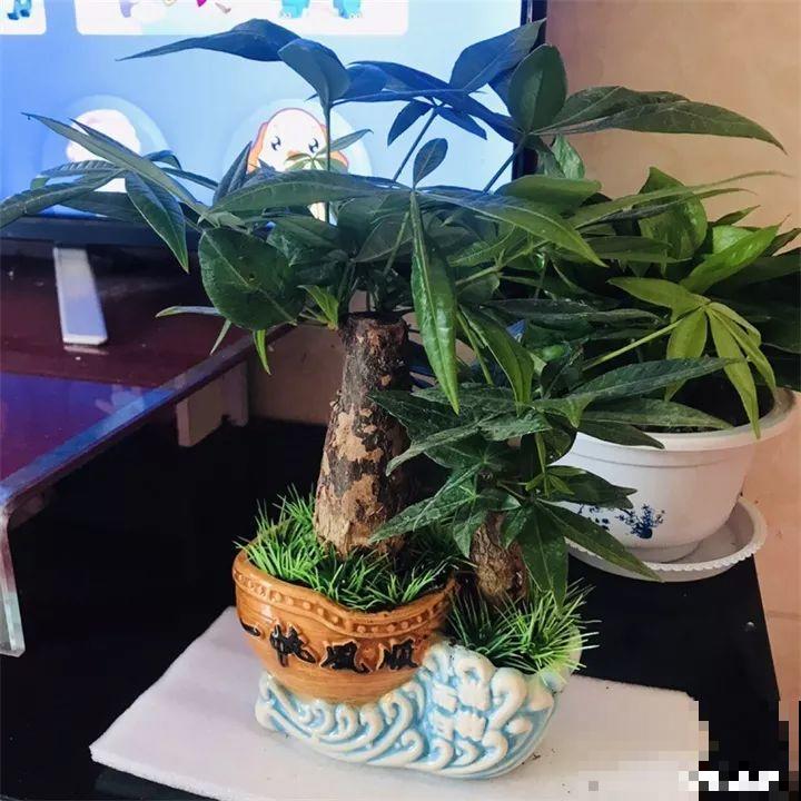 高价买的守家树，穷养才能长得旺，一盆能活20年！