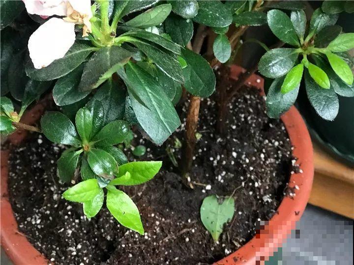 土里掺点它，3年不用换盆，花照样年年开！