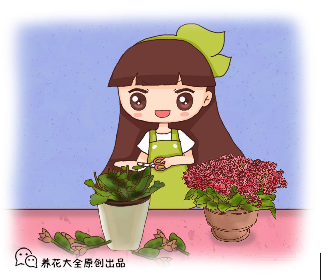 2种花，现在咔嚓一剪刀，过年还能再爆盆