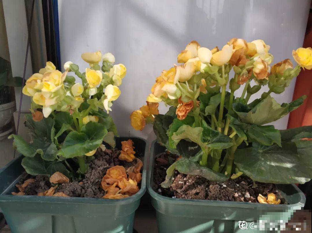 这10种花要慎买，小心养不活，心里贼难受！