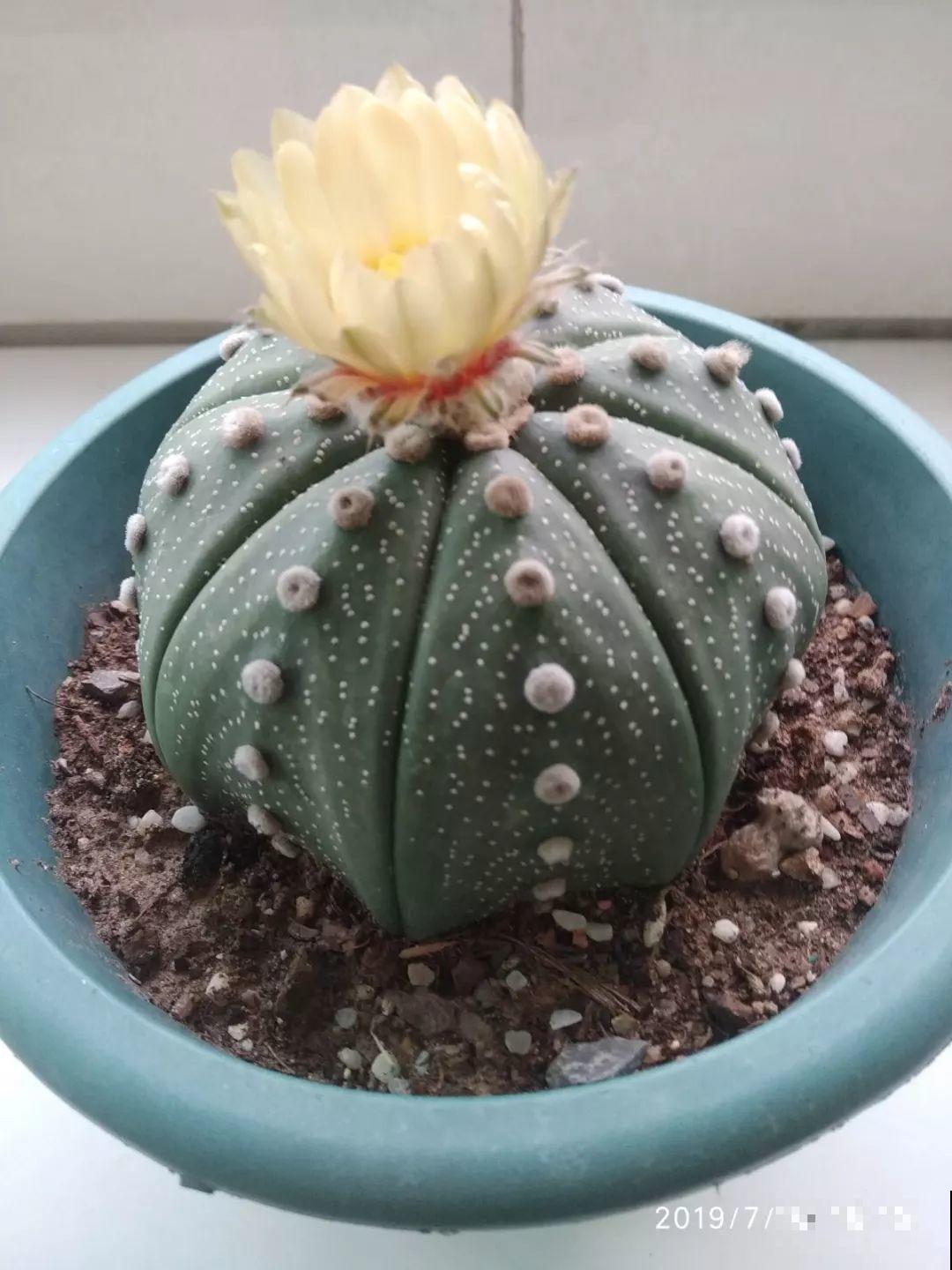 平时没人要的花，开出5朵超大花，邻居全都抢着要！