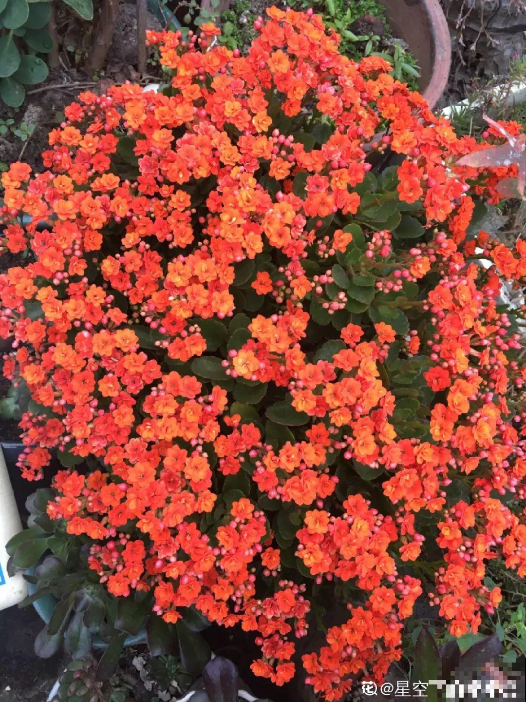 7种花浇点“万能水”，3天黄叶变绿叶，呼呼开出满盆花！