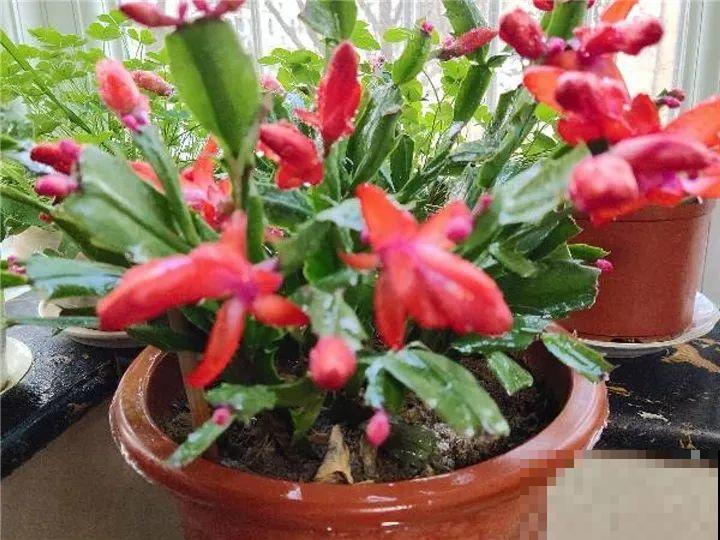 10种花，冬天切记管住手，小心浇完水就掉叶子！