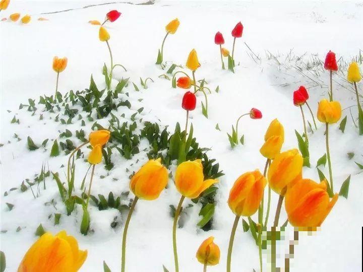 大雪天，只有这花还在继续开，真不是一般的抗冻！
