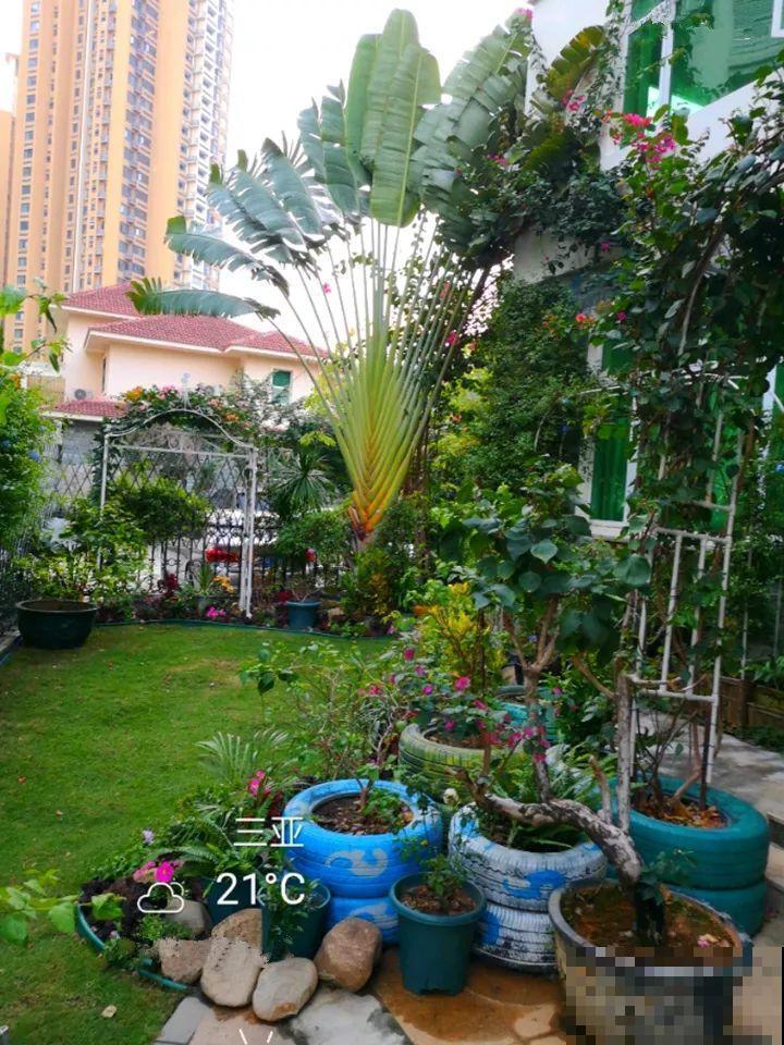 冬天这么冷，他家的花照样全开了，三角梅长到房顶！