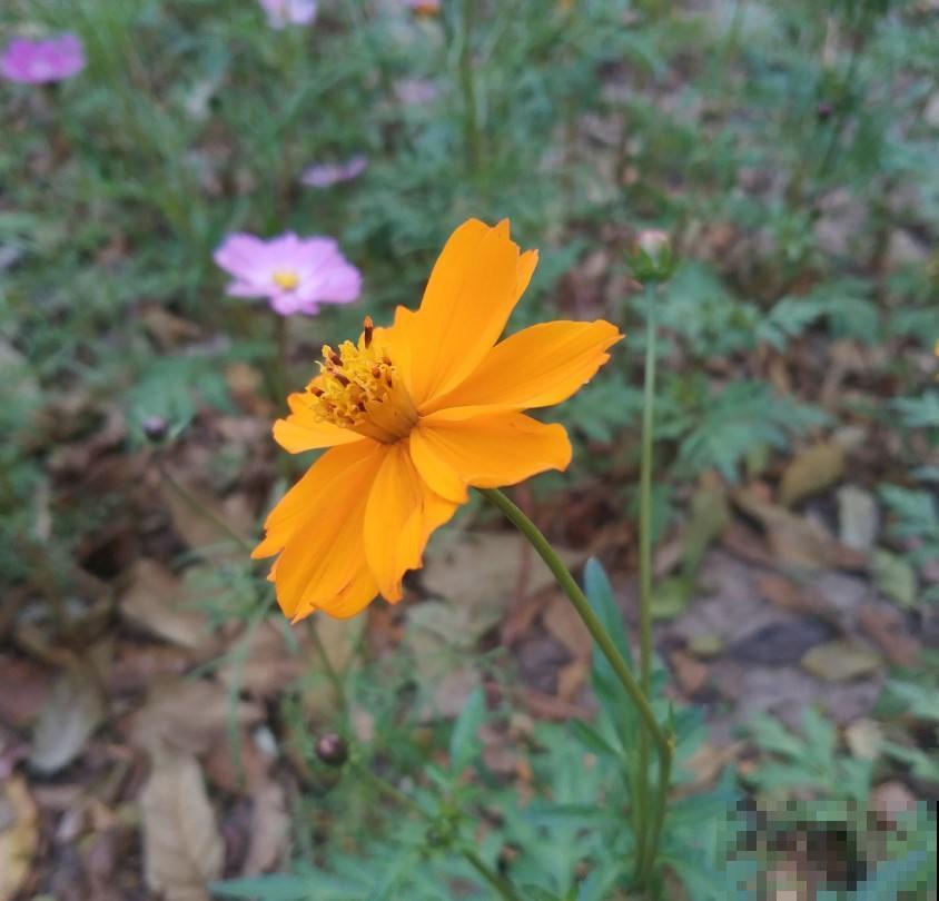 这花一撒播，开花漂亮，一长就长一大片！