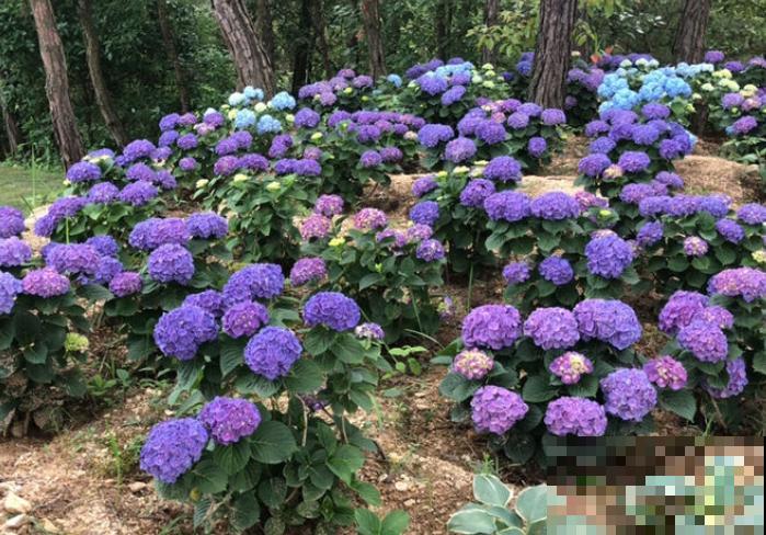 养花别贪小便宜，5种花太便宜了不敢买，买了就吃亏！