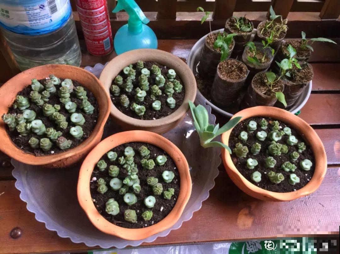 梦想的生活，花前忙碌，树下喝茶，足矣！