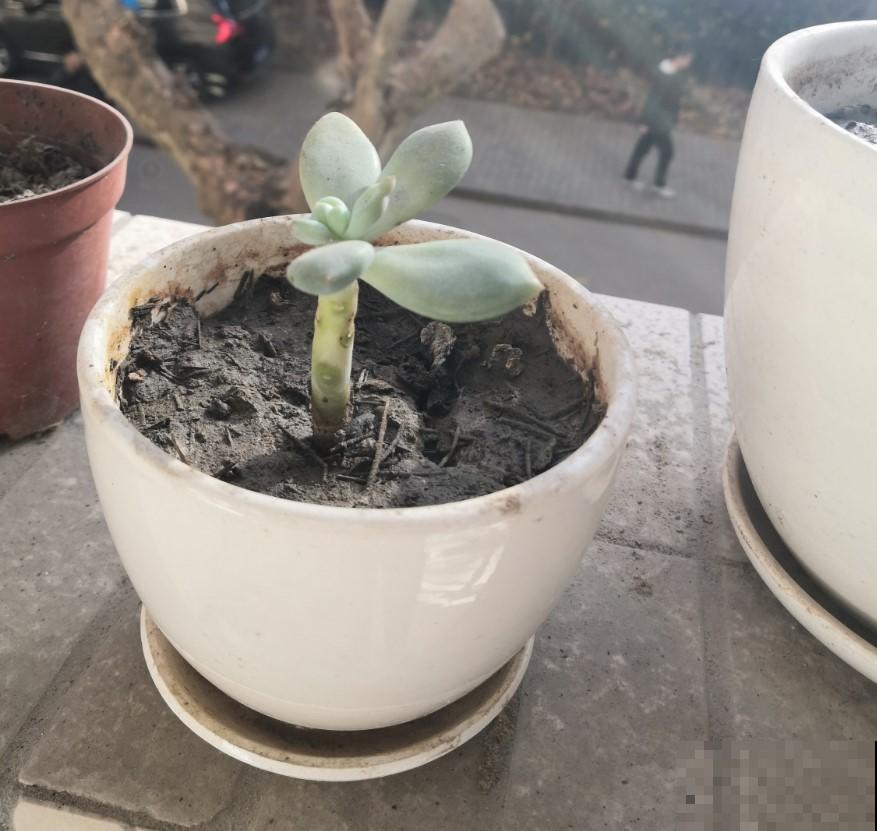 冬季植物休眠，这些花都是“假死”，千万别扔了！