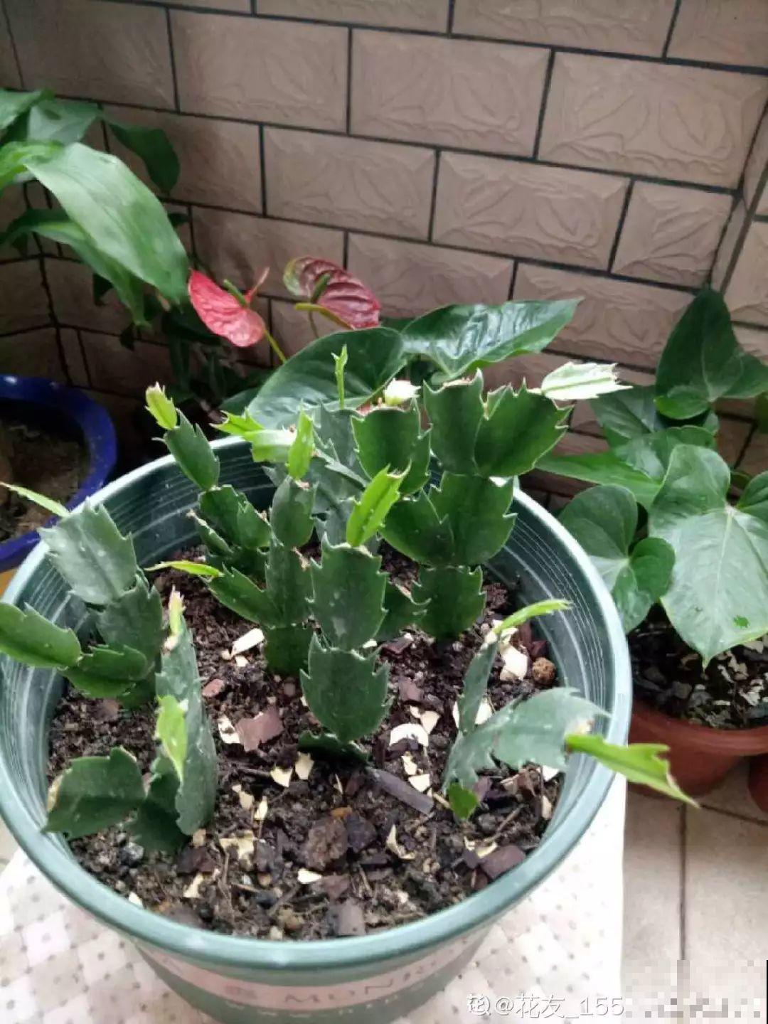蟹爪兰刚开花，他把30个花苞全摘了，真心疼！