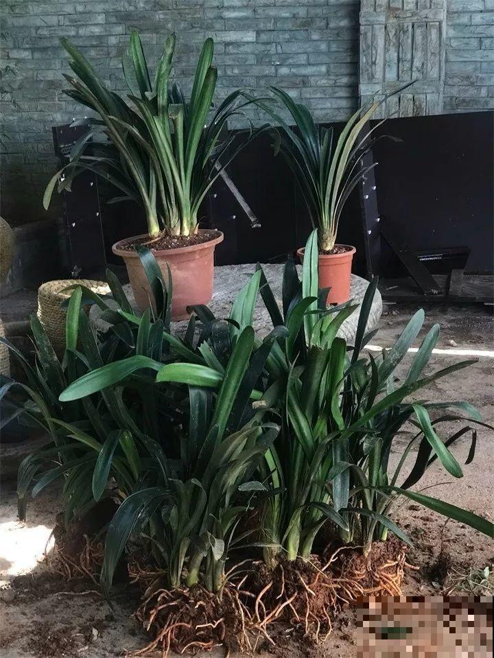 养这花真赚钱，一年能生3麻袋，邻居朋友抢着要！