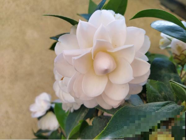茶花迎来盛花期，16个最美品种，养一棵就足了！