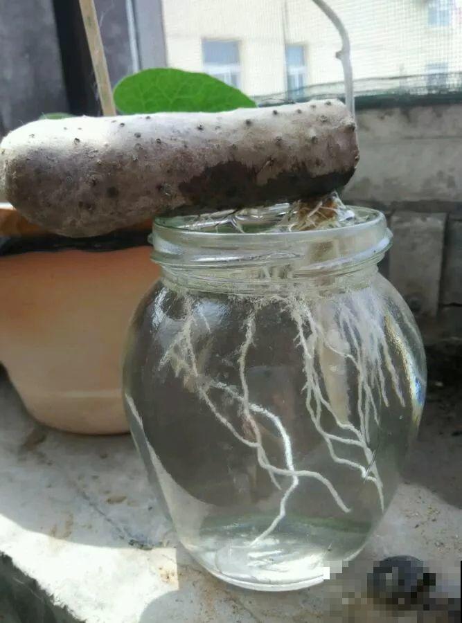 现在养盆它，10天变成小森林，过年就能上桌吃！