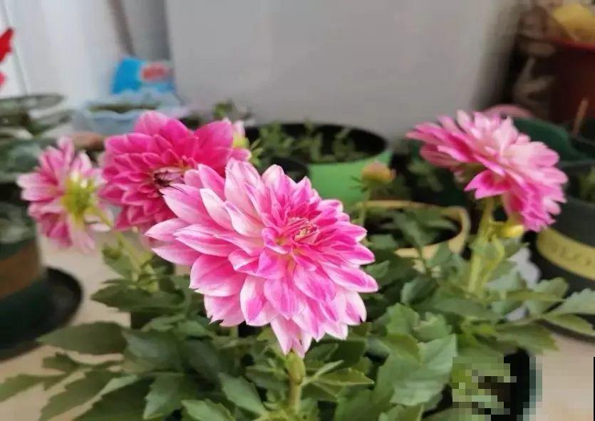 这花是新晋年宵花，室内室外都能养，能连开好几茬！
