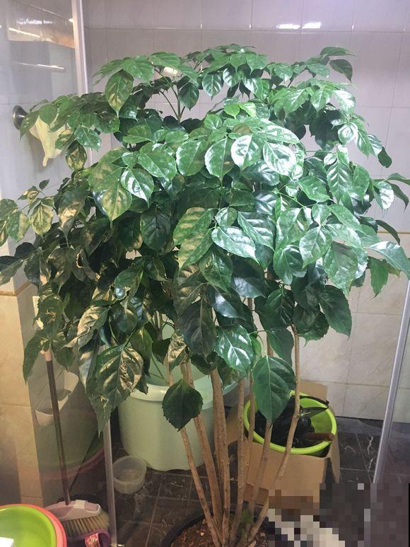 养花不注意看这里，一浇水就烂根，叶子哗哗掉！