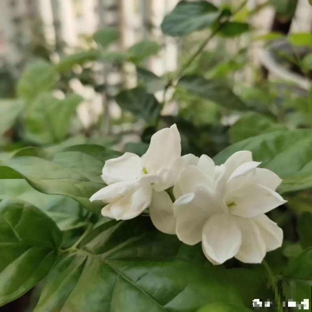 阳台封闭不通风养花，就选这8种花，能种出一个室内花园！