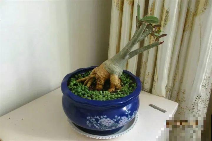 这4种花，把根拎出来养一年，身价立马翻倍涨！