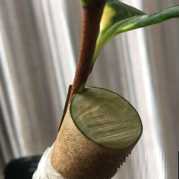 极品山茶花，一树开多色，你也能做到！